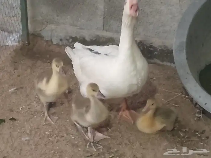 وزه فرنسي مع عيالها ب250 ريال 25