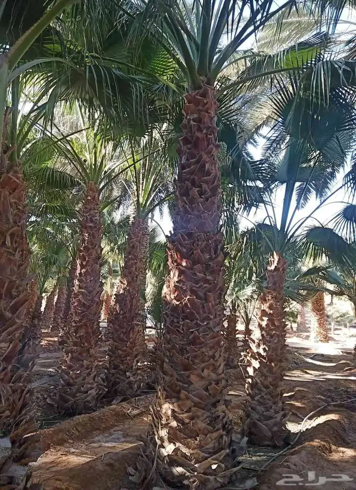 زراعه توريد نخيل عربي واشنطونيا زينه 0