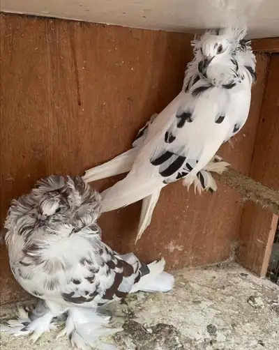 جوز بلجيكي مشرب تيغر تم اللبيع تم اللبيع تم اللبيع تم اللبيع 2