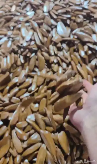 مروكي محسن فاخر متوفر كميه اقل كميه للطلب خمس كيلو ا 0