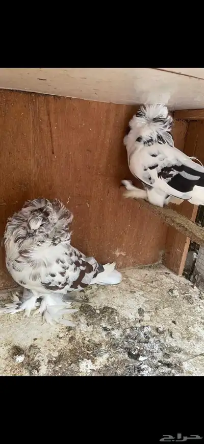 جوز بلجيكي مشرب تيغر تم اللبيع تم اللبيع تم اللبيع تم اللبيع 6