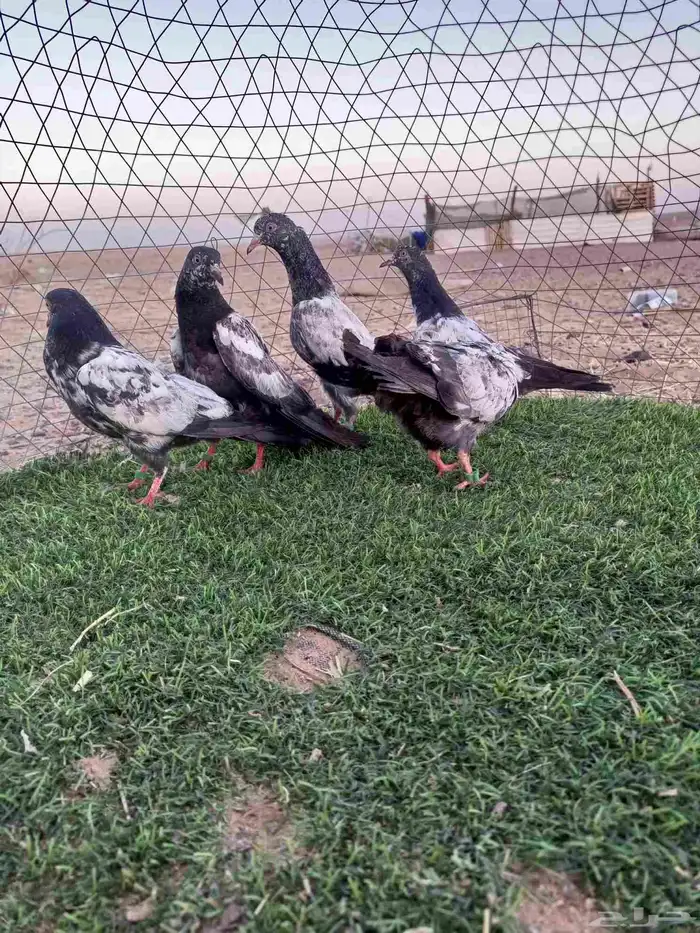 طبات باكستاني 3