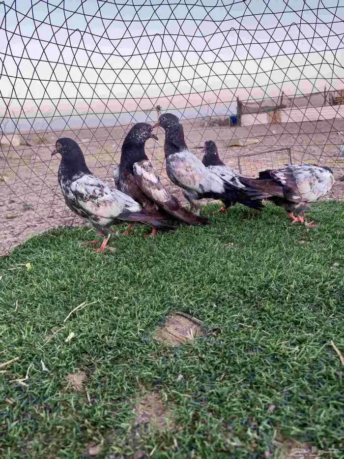 طبات باكستاني 4