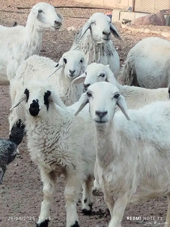 نعاح حريات شحم ولحم طيبات حيل 0