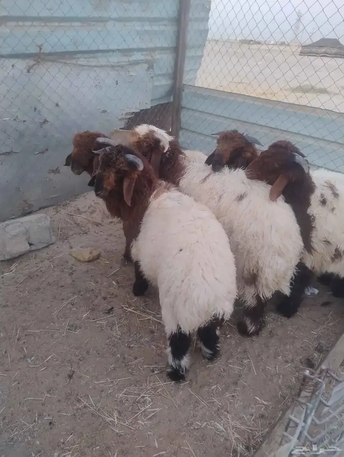 ذبايح نعيم العدد 6 3