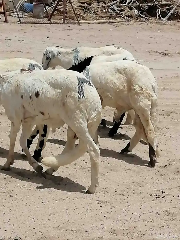 يوجد لدينا دبائح للبيع نظيف وطيبه 2