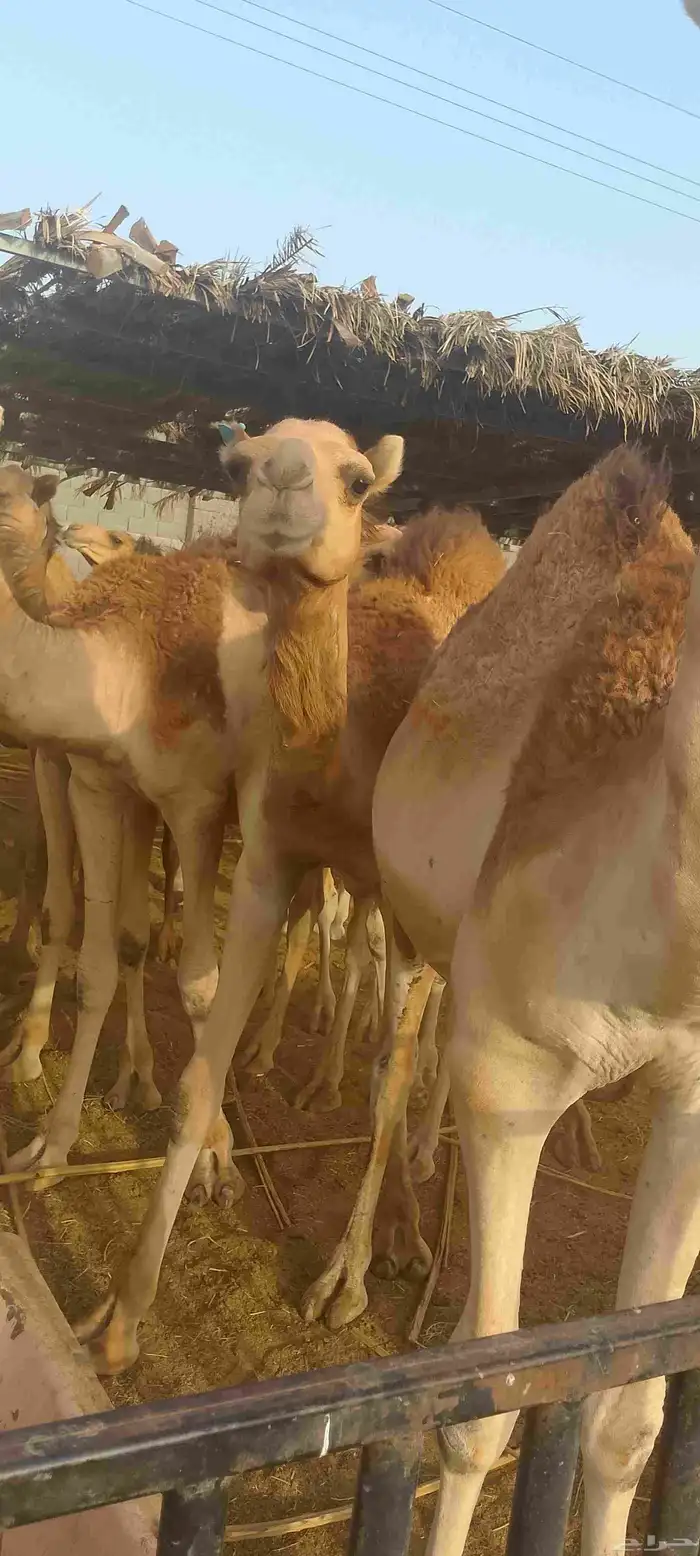 حواشي ساحلي مرابي 4