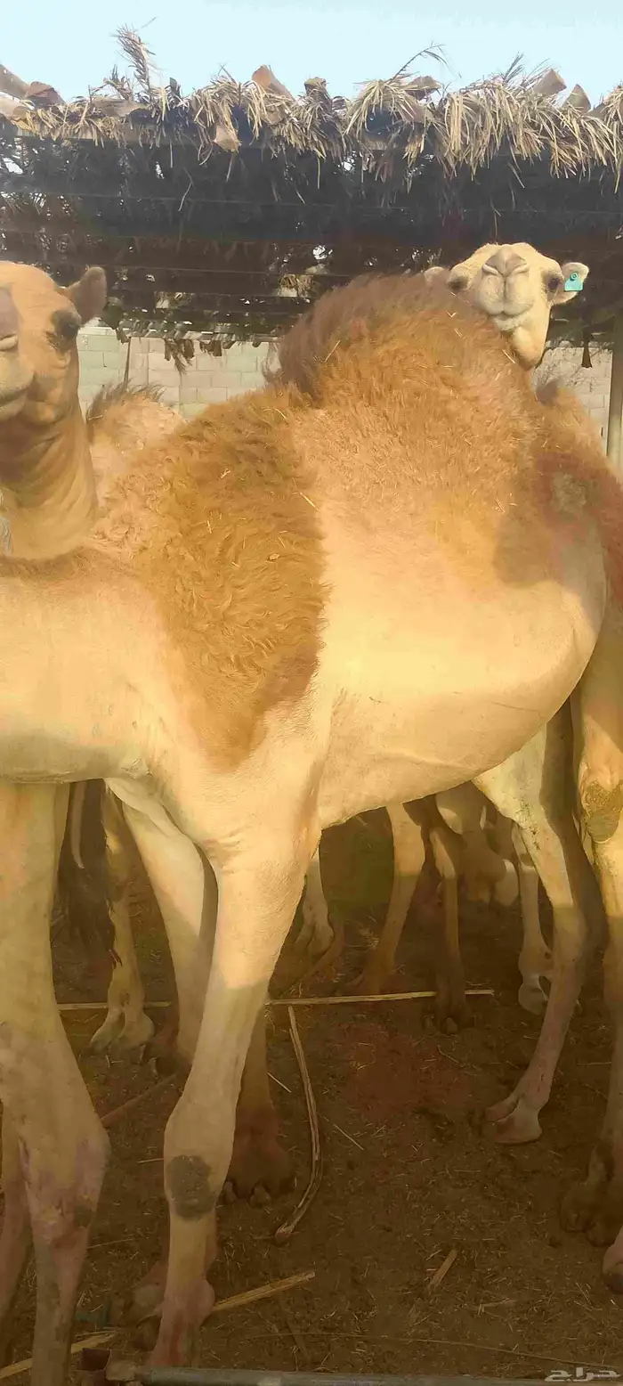 حواشي ساحلي مرابي 2