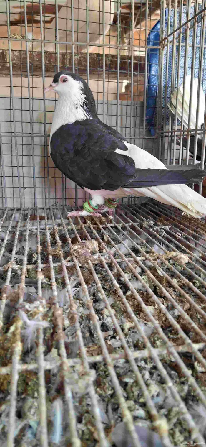 للبيع جوز بطريقي افغاني حافي من نوادر 1