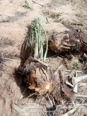 يوجد جميع انواع فسايل النخيل طيبه وسعر مناسب 1