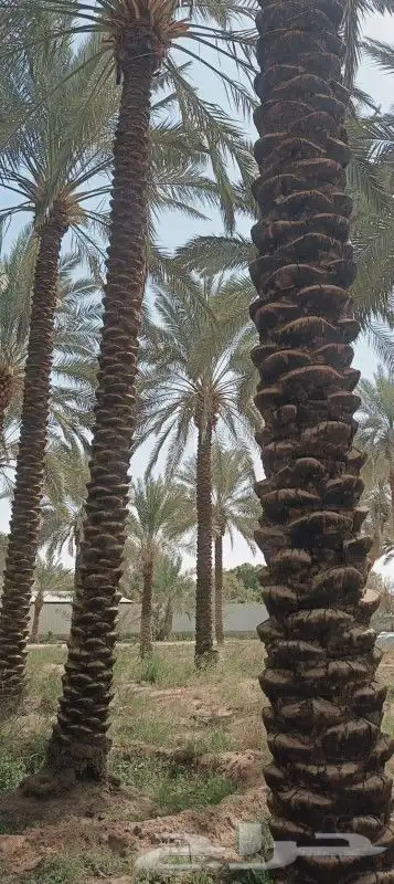 يوجد لدينا نخل عربي واشنطني خلاص ملوكي روثانا برحي سكري 0