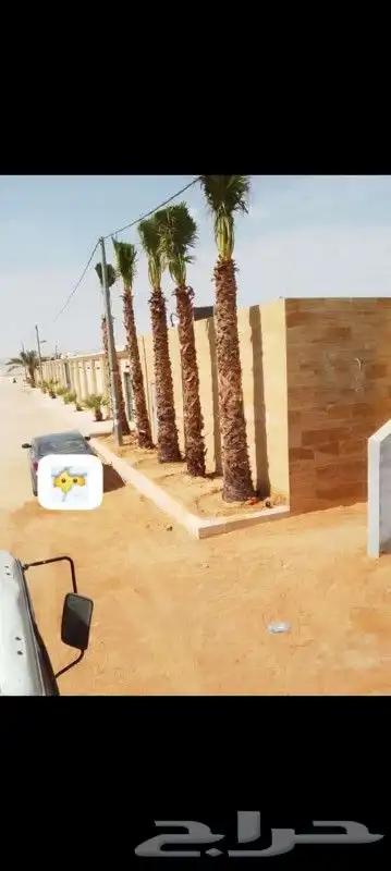 اعمال النخيل بكافة انواعها توريدها وزراعتها 5
