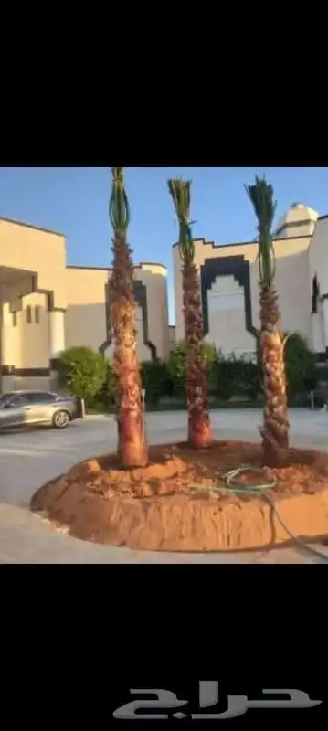 اعمال النخيل بكافة انواعها توريدها وزراعتها 4
