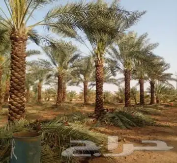 نخل مثمر للبيع 4