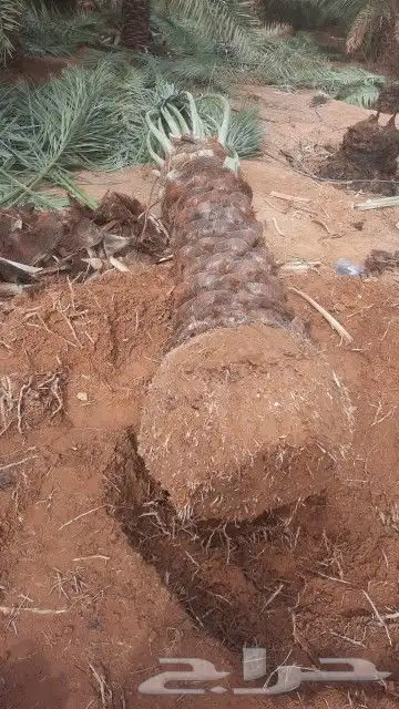 قلع وغرس و ترحيل جميع انواع النخيل 4