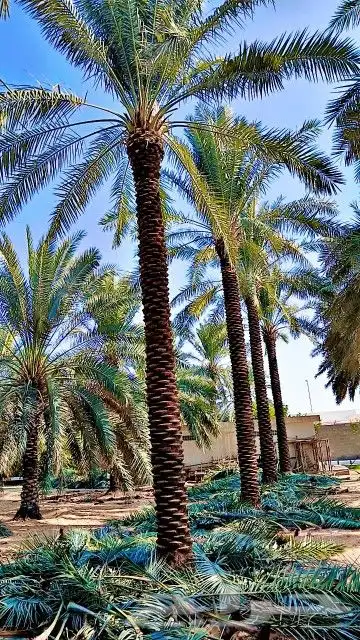 نخل وشنطني زينه للفل واستراحات والبيوت والقصور وا 1