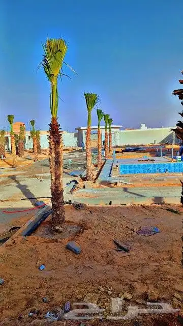 نخل وشنطني زينه للفل واستراحات والبيوت والقصور وا 4