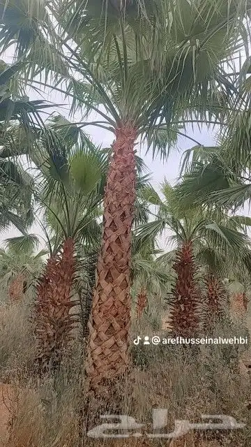 اعمال النخيل بكافة انواعها توريدها وزراعتها 2