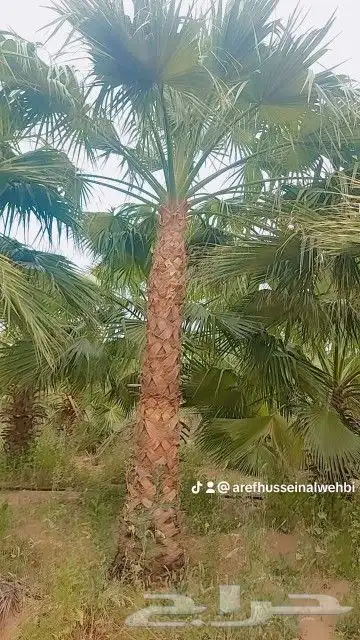 اعمال النخيل بكافة انواعها توريدها وزراعتها 3