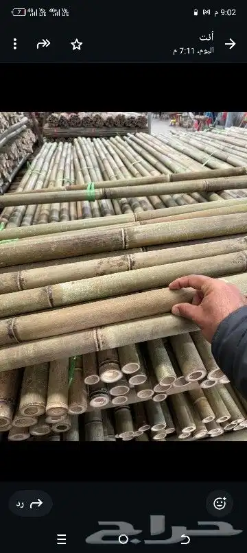 خيزران الباكستاني روله 7