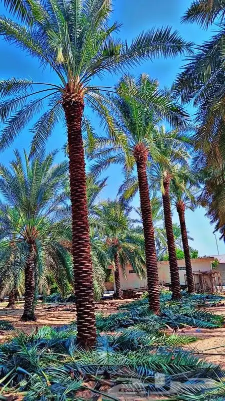 نخل وشنطني زينه للفل واستراحات والبيوت والقصور وا 0