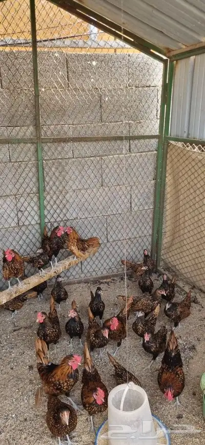 دجاج سبرايت نحاسي 0