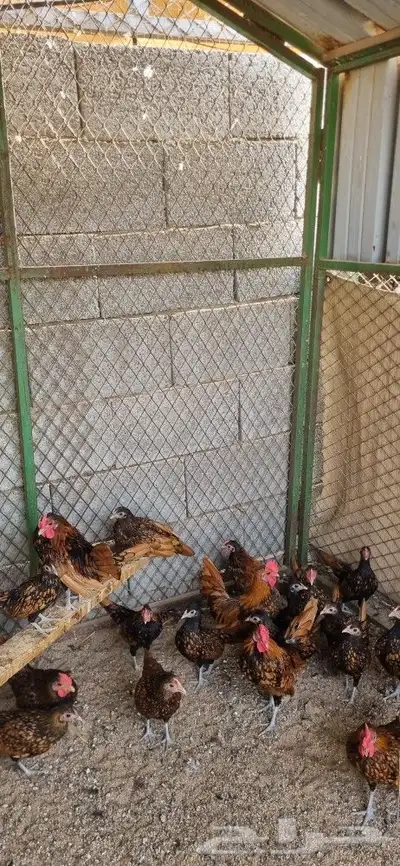 دجاج سبرايت نحاسي 1