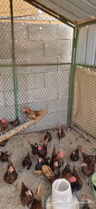 دجاج سبرايت نحاسي 2