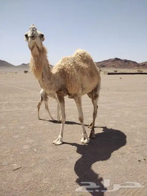 البيع خلفه 0