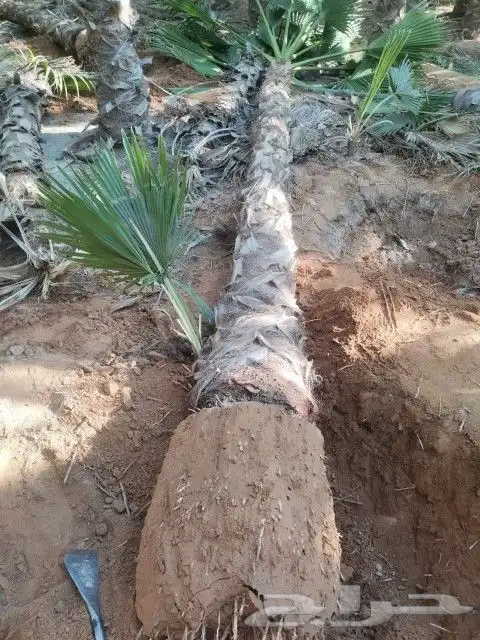 نخل وشنطني زينه للفل واستراحات والبيوت والقصور وا 5