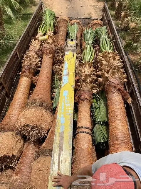 نخل وشنطني زينه للفل واستراحات والبيوت والقصور وا 7