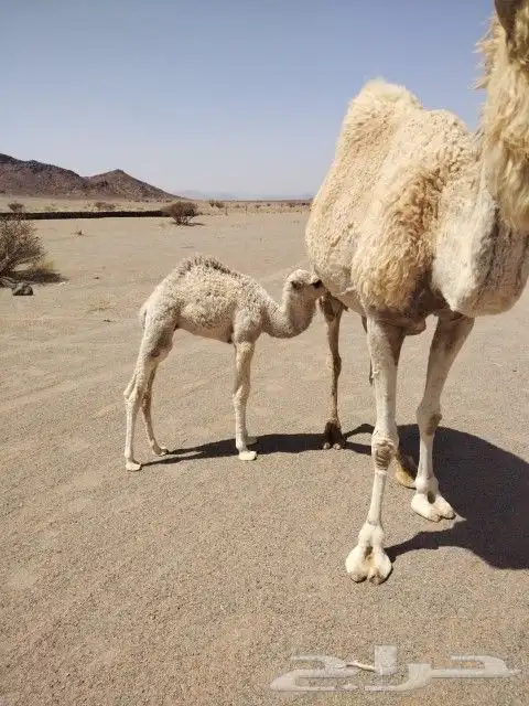 البيع خلفه 1