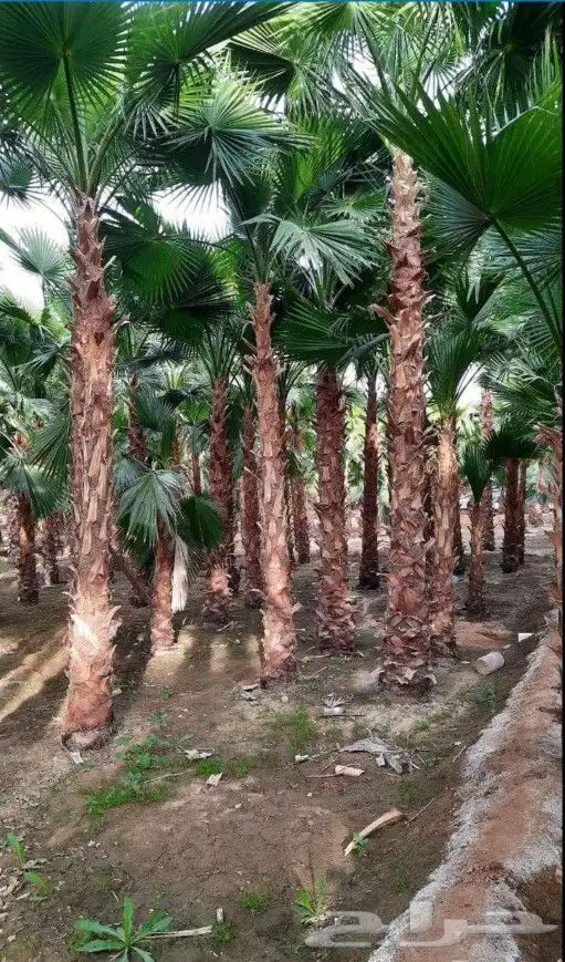 يوجد لدينا نخل عربي واشنطني خلاص ملوكي روثانا برحي سكري 3