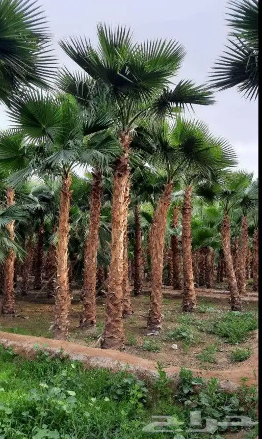 يوجد لدينا نخل عربي واشنطني خلاص ملوكي روثانا برحي سكري 4