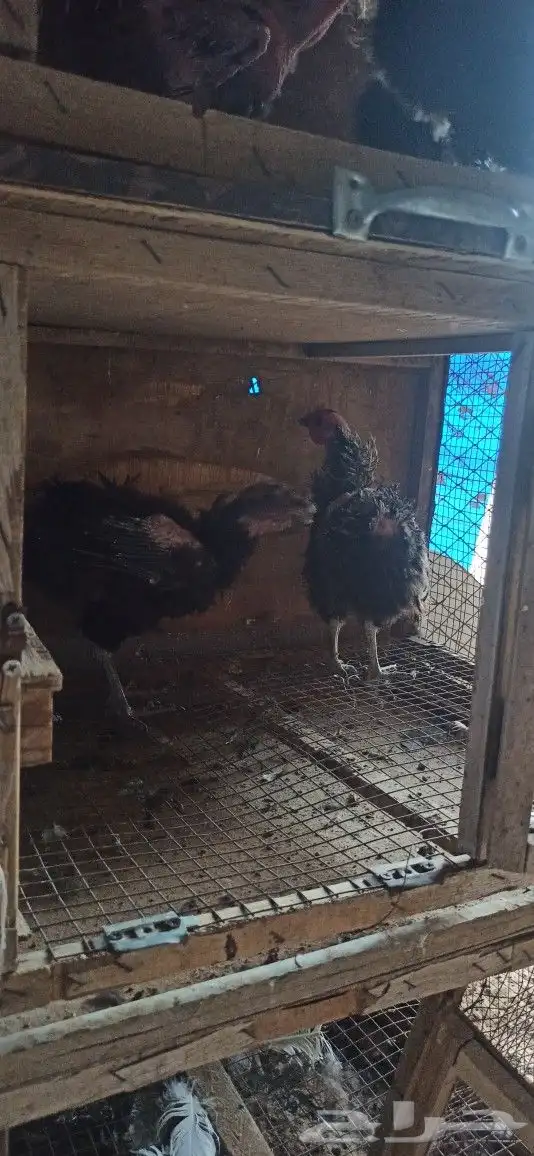 دجاج مفتل طقمين 1