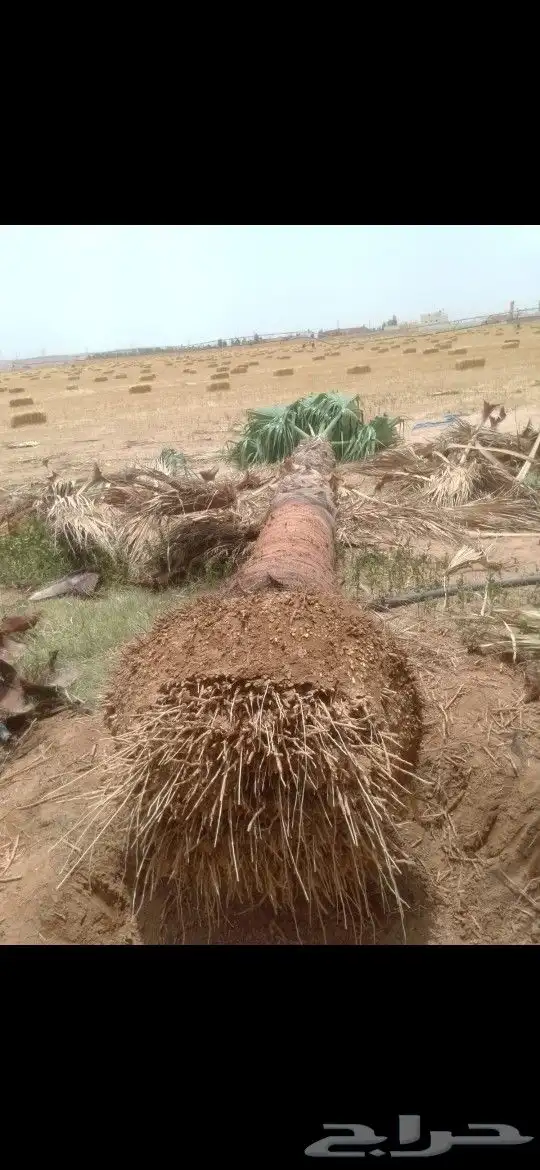 زراعه وتكريب وتعكيس ورش مبيدات جميع انوع النخيل 8