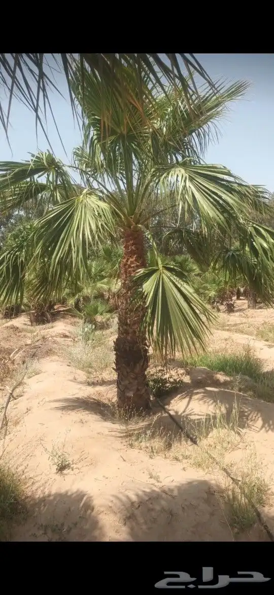 زراعه وتكريب وتعكيس ورش مبيدات جميع انوع النخيل 2