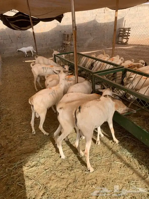 برابر وتيوس المزاحميه مرابي شهرين ونصف 1