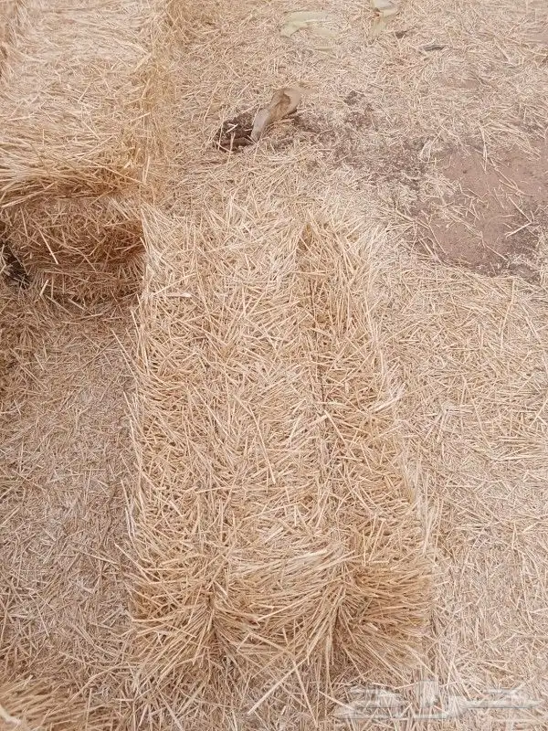 السلام عليكم 1