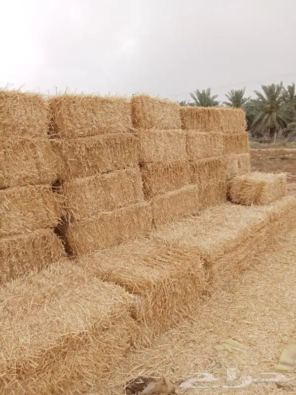 السلام عليكم 3
