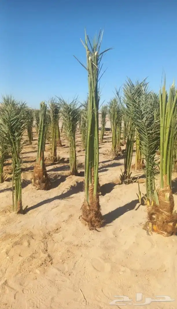 يوجد لدينا نخل عربي واشنطني خلاص ملوكي روثانا برحي سكري 8