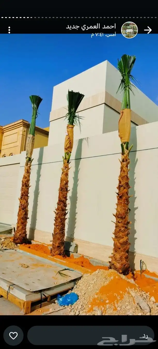 يوجد لدينا نخل عربي واشنطني خلاص ملوكي روثانا برحي سكري 2