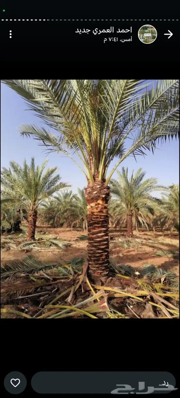 يوجد لدينا نخل عربي واشنطني خلاص ملوكي روثانا برحي سكري 1