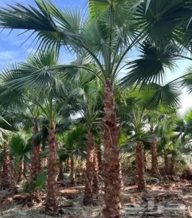 يوجد لدينا نخل عربي واشنطني خلاص ملوكي روثانا برحي سكري 5