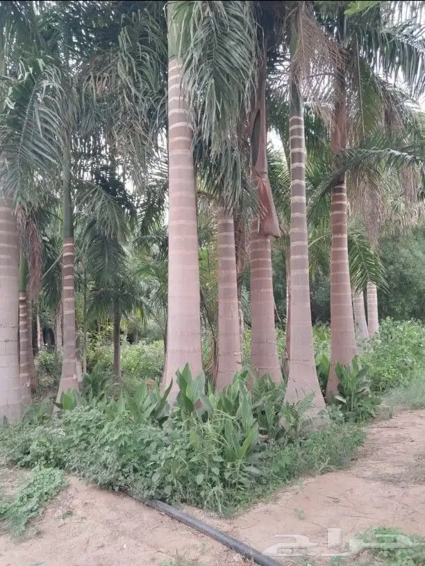 يوجد لدينا نخل عربي واشنطني خلاص ملوكي روثانا برحي سكري 7