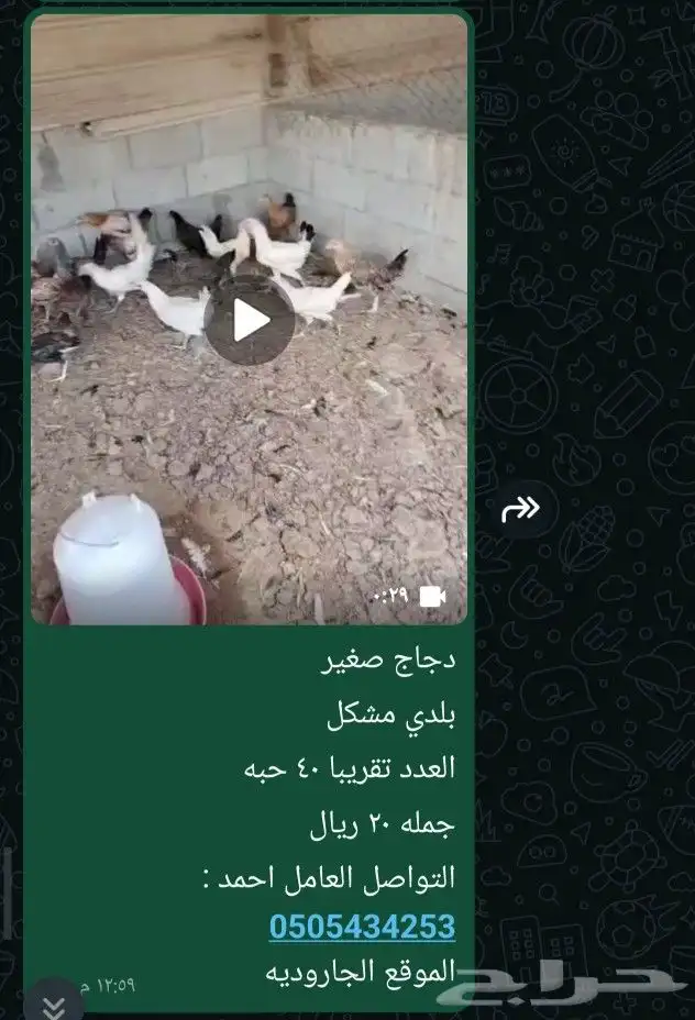 دجاج بلدي مشكل .. 1