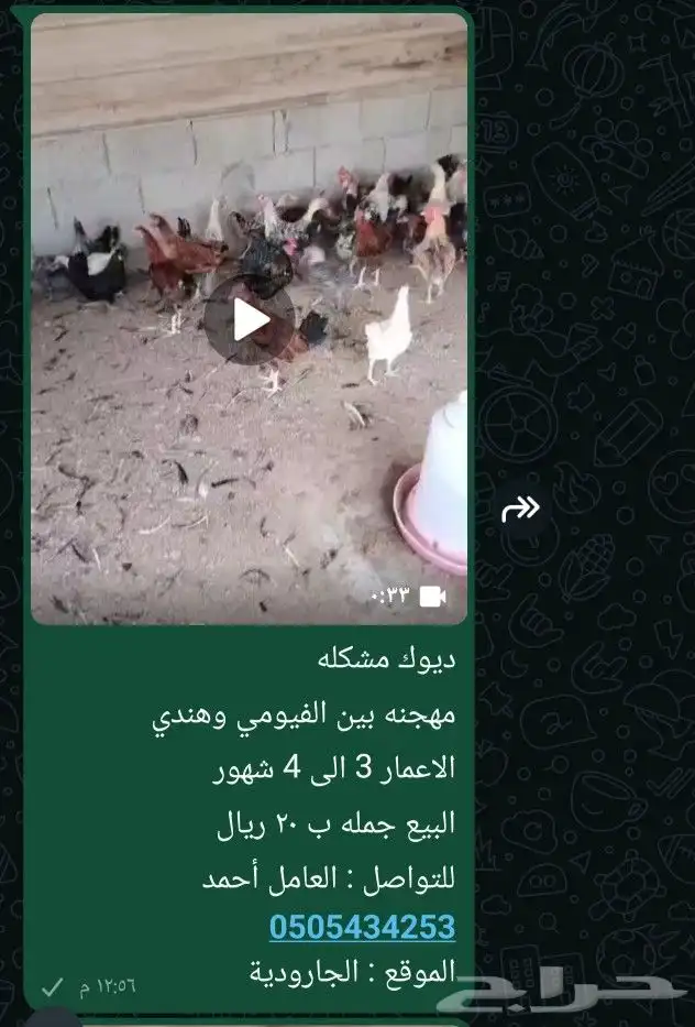 دجاج بلدي مشكل .. 2