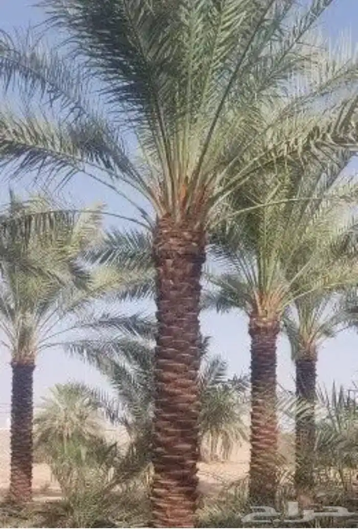 نخل مثمر للبيع 0
