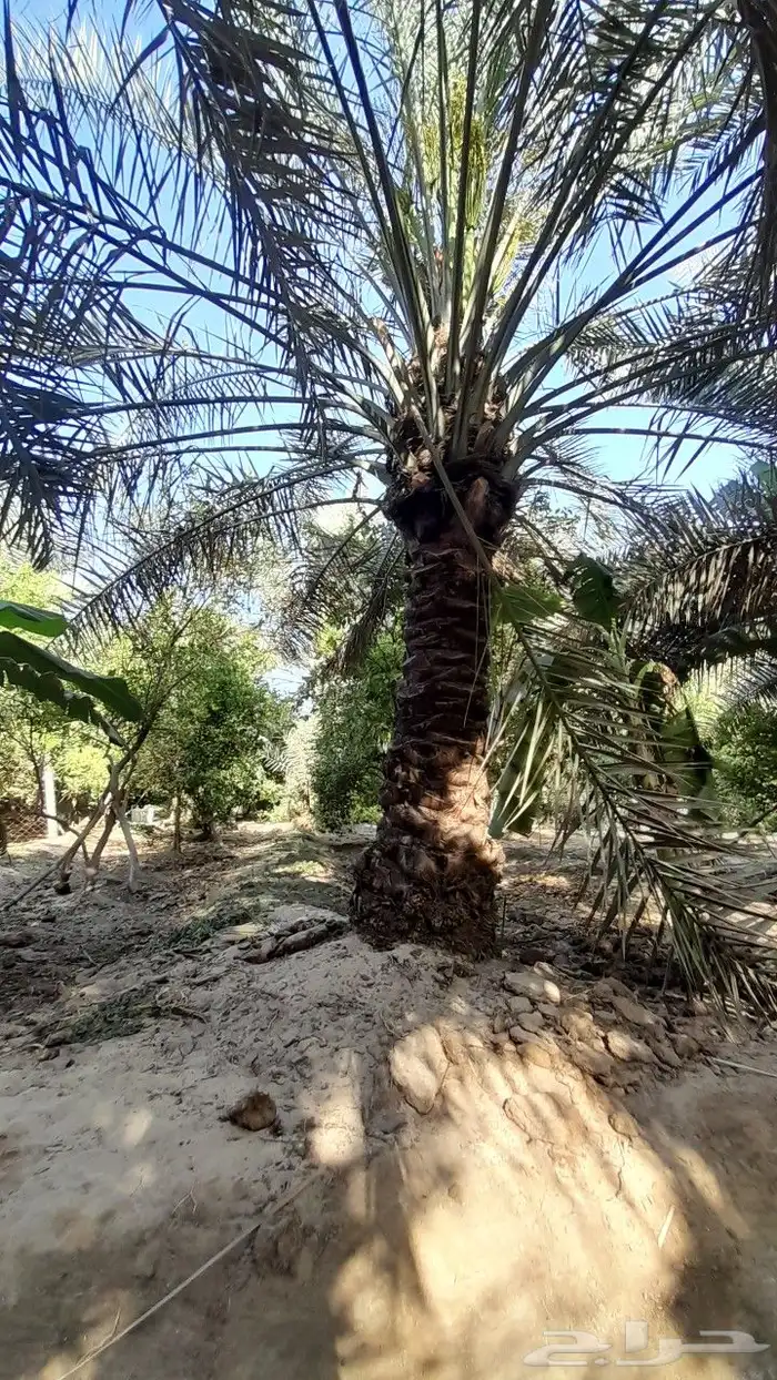 تنسيق الحدائق وبيع النخل للواشنطنيه والعربي 0