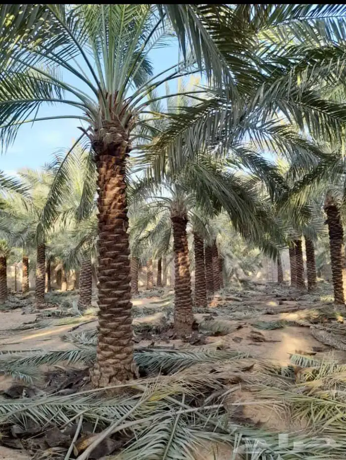 نخل مثمر للبيع 3